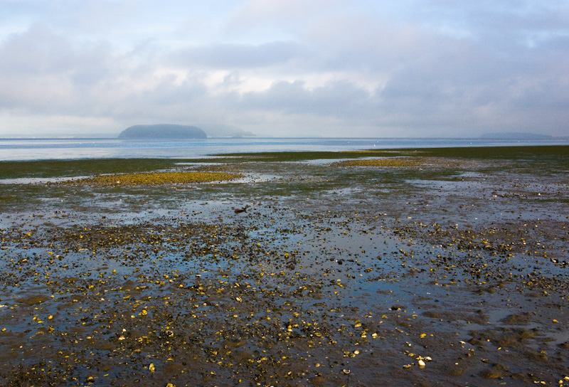 Tidal Flats Along Shore Of Padilla Bay